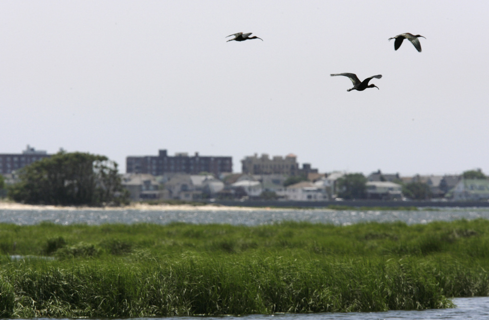 Three glossy ibis fly over the marshes of Jamaica Bay in New York. Eight years after the miracle landing of a plane on the Hudson River, thousands of birds have been killed at New York City airports to avoid more strikes. 