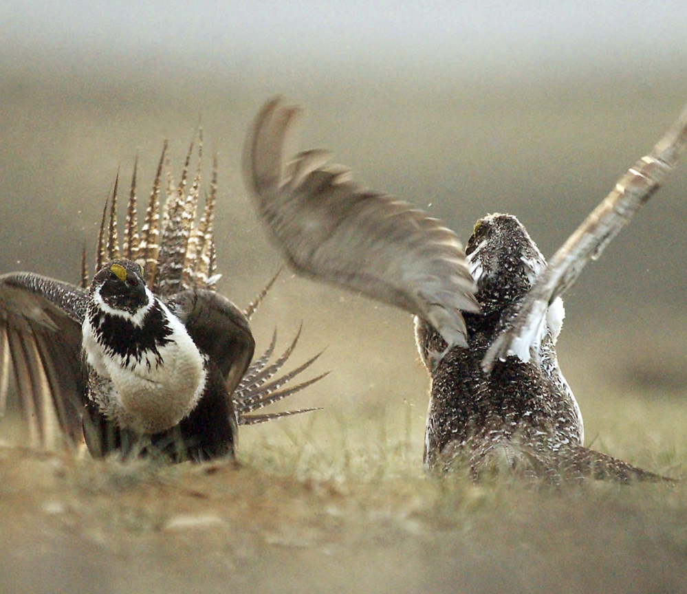 The sage grouse, left photo, and Mexican gray wolf, right photo. are among species that are protected by the Endangered Species Act. More than 1,600 plants and animals in the U.S. are presently shielded by the act, which Congress approved in 1973..