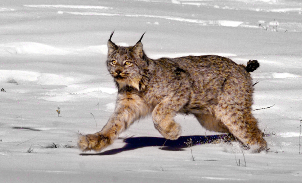 The Canada lynx has drawn the ire of some because protecting it by means of the Endangered Species Act has halted logging projects.