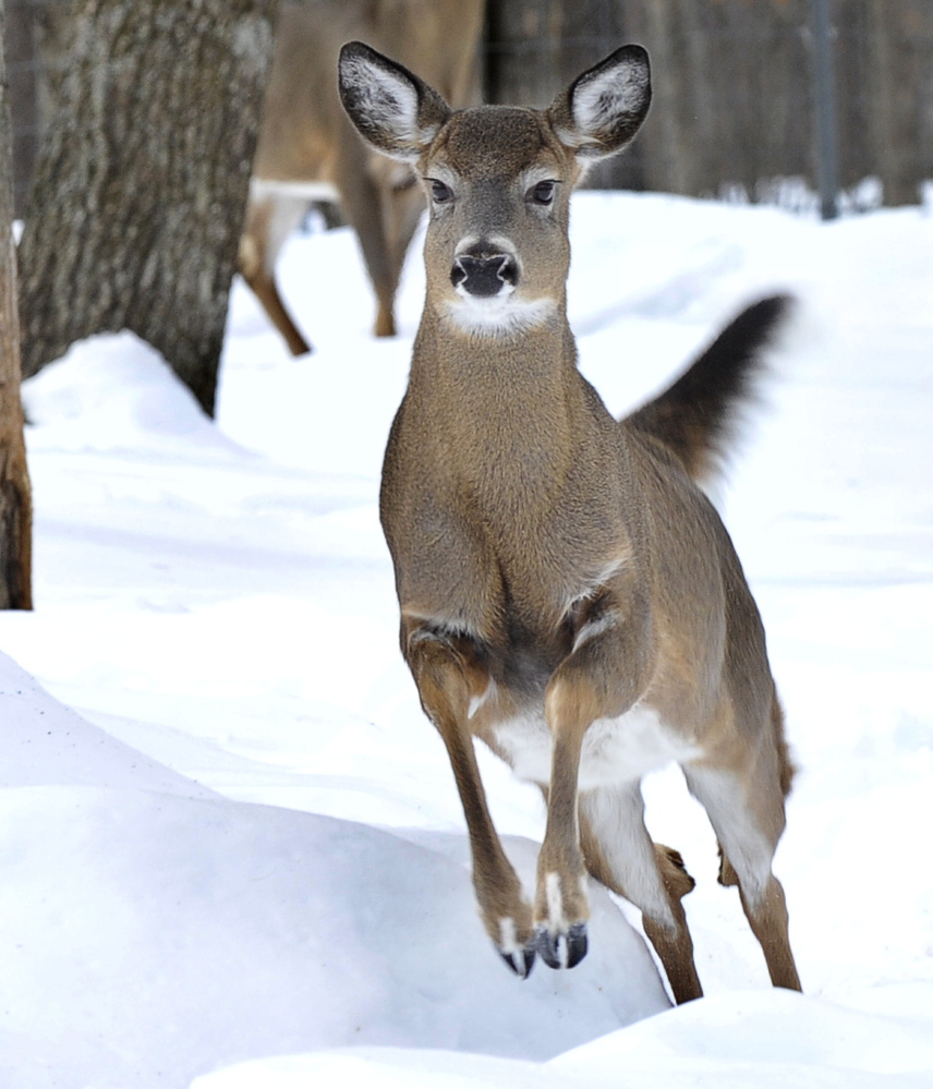 Conditions are favoring deer as the winter progresses.There's abundant food, and reduced snow depth allows them to avoid predators.