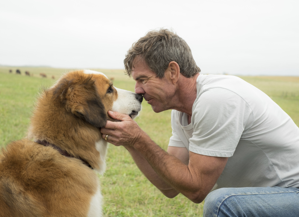 Image released by Universal Pictures shows Dennis Quaid with a dog, voiced by Josh Gad, in a scene from "A Dog's Purpose."
Associated Press/Joe Lederer/Universal Pictures via AP