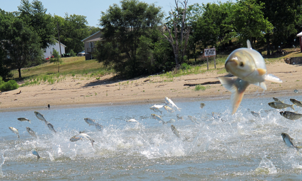 Asian carp, jolted by an electric current from a research boat, jump from the Illinois River in Illinois. A yearslong effort to find a strategy to keep the invasive Asian carp out of the Great Lakes appears to be coming up empty.
