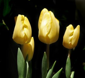 Yellow tulips color the display by Cozy Acres Greenhouses during opening night of the Portland Flower Show.