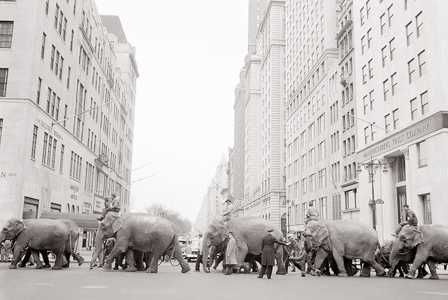 A policeman directs a parade of elephants across the busy intersection of Fifth Avenue and 57th Street in New York in March 1955. The parade heralded the arrival of the Ringling Bros. and Barnum & Bailey Circus for the season. 