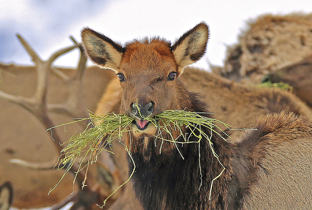 Without human intervention, elk, deer and other grazing animals face high mortality rates in the West this winter. This Oregon elk savors a mouthful of alfafa brought to its herd by wildlife officers.