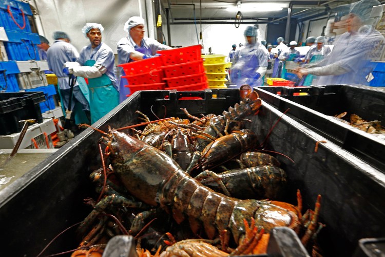 Lobsters are processed at the Sea Hag Seafood plant in St. George in 2014. It has become increasingly popular to celebrate the Chinese New Year holiday with lobster, which falls on Jan. 28 this year. 