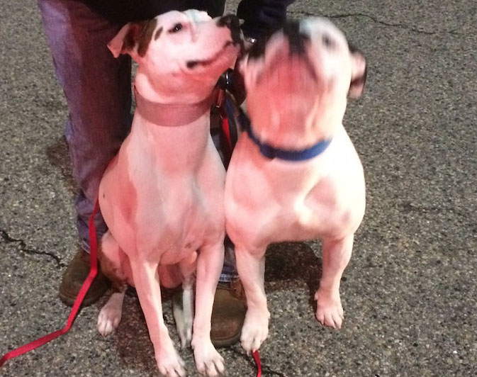 Dyna and Bruno were removed from their owner's car Wednesday night after it caught fire in the Hannaford supermarket parking lot in Waterboro.
Photo courtesy of York County Sheriff's Office