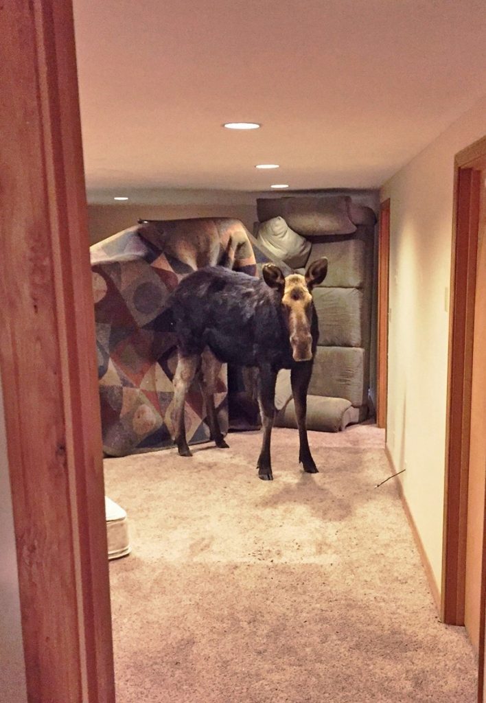 This moose tumbled down a window well and crashed into the carpeted basement of a home in Hailey, Idaho. 