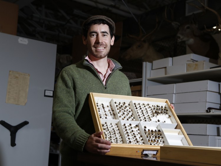 Eric Venturini, an assistant research scientist at the University of Maine's School of Biology and Ecology, with bee specimens at the Maine State Museum Archives in Hallowell.