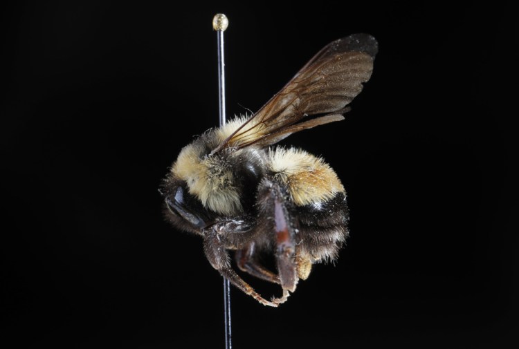 The rusty patched bumblebee. This specimen is in the Maine State Museum Archives in Hallowell.