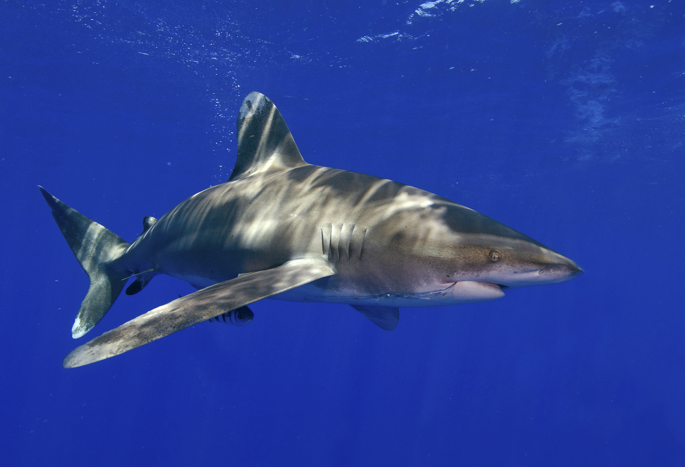 The National Marine Fisheries Service says the whitetip shark is likely to become endangered.