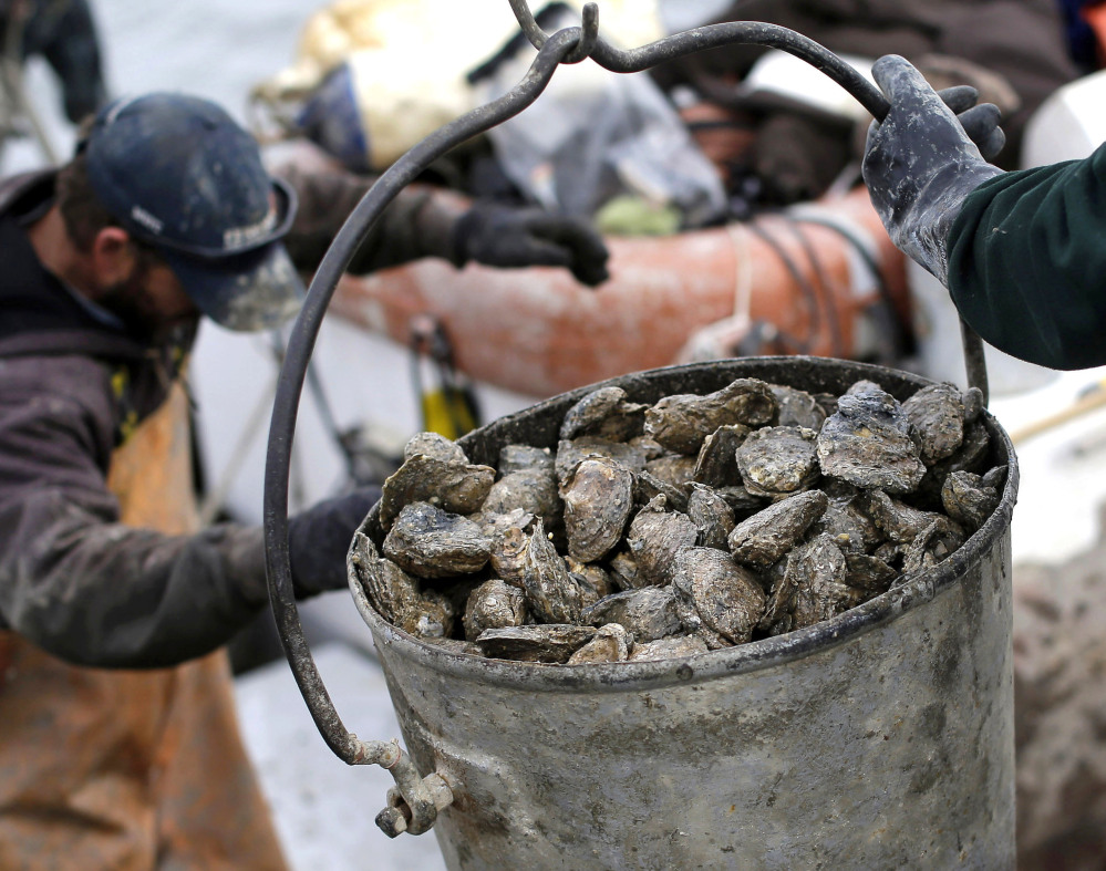 Oysters are unloaded on Deal Island, Md., in 2013. UNH researchers have discovered a new strain of disease-causing bacteria thriving along the Atlantic Coast.