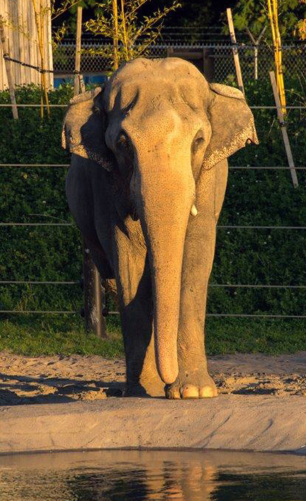 Photo provided by the Oregon Zoo shows Packy the Asian elephant at the zoo in Portland, Ore.