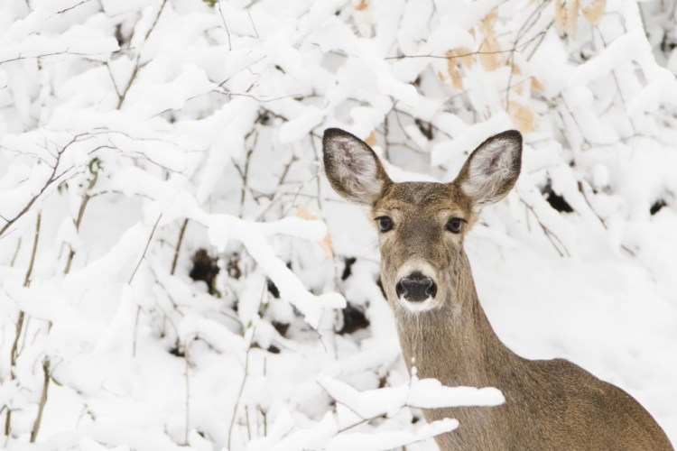 A deer stands on a hill newly covered in snow at the Wissahickon Valley Park in Philadelphia on Thursday.