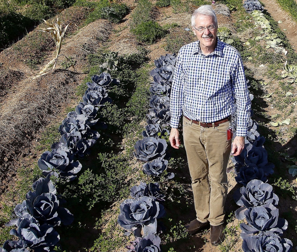 Tom Waldeck, president and CEO of Keep Phoenix Beautiful, stands among the growing crops at a sprawling urban garden on a vacant lot in Phoenix last Tuesday.