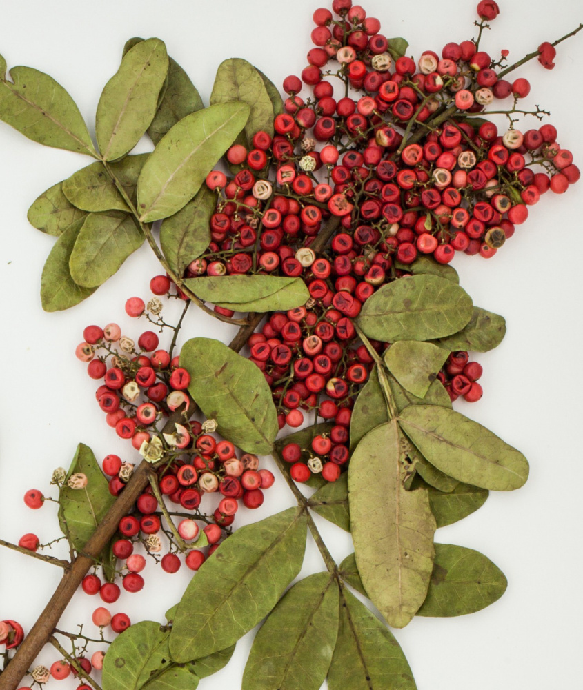 Researchers say the red berries of this weedy species, the Brazilian peppertree, contain an extract that can disarm a deadly superbug. MUST CREDIT: Emory University.