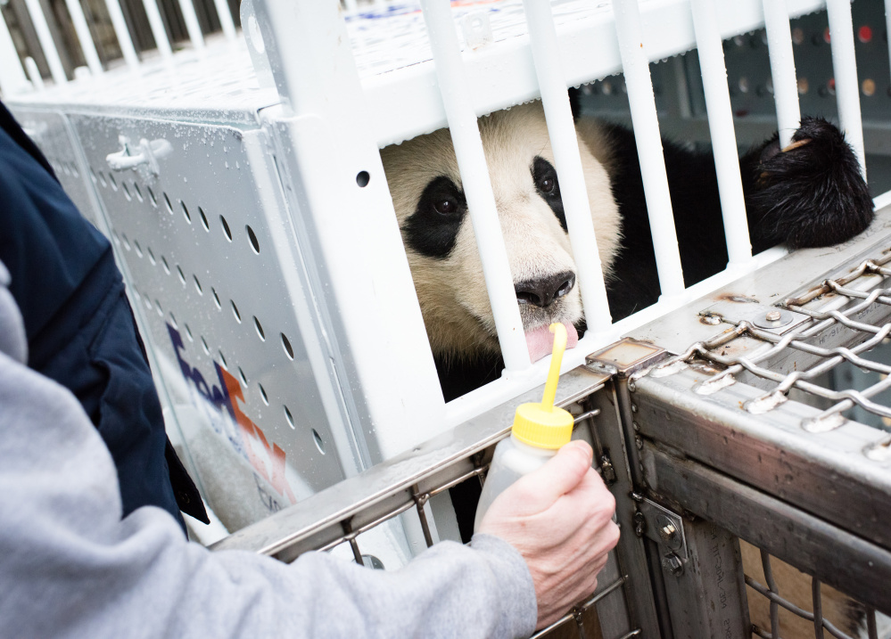 A zookeeper helps Bao Bao get comfortable with the shipping crate that she will ride in on her journey to China.