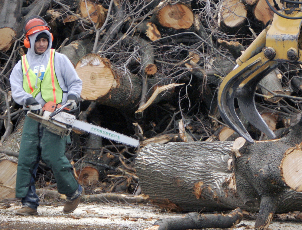 A tree removal worker with a chainsaw watches as a log is removed by an oversized claw in Worcester, Mass., after an 2008 infestation of the Asian longhorned beetle.
