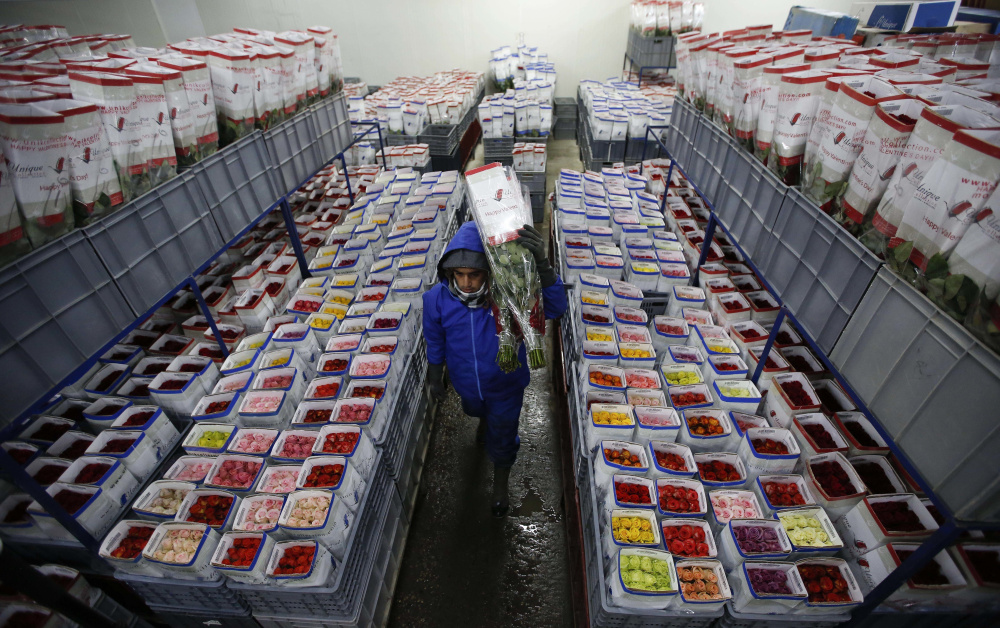 A worker carries packaged rosebuds to be shipped to the United States ahead of Valentine's Day, at the Unique Collection flower company in Sopo, near Bogota, Colombia. Colombia is the world's second-largest cut flower exporter, after the Netherlands, and the top supplier to the United States.