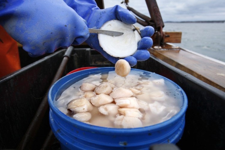 Scallop meat is shucked at sea off Harpswell  in this 2011 photo. A disagreement over the right to fish for scallops off New England is pitting small boats against big ones in the scallop-rich northern Gulf of Maine.