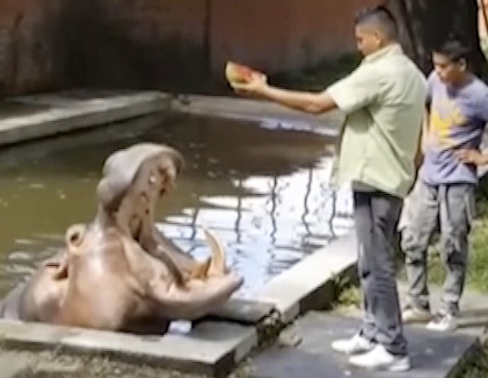In this frame grab from video taken in 2014 and released by El Salvador's Canal 9, the hippopotamus named Gustavito is fed at the San Salvador Zoo in El Salvador.