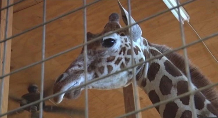 April the pregnant giraffe became an unlikely viral star when a live streaming video of her waiting to go into labor was removed from YouTube for being "sexually explicit."