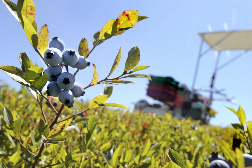 Maine's wild blueberry industry has been looking to schools to boost sales amid recent years of surplus crop.