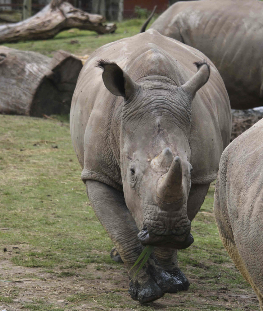 Poachers killed Vince, a young rhinoceros in a French zoo, for his ivory horn.