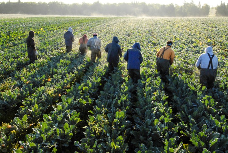 Farmworkers, mostly from Mexico and El Salvador, cut broccoli stalks at Smith's Farm near Fort Fairfield in 2006. Eighteen percent of paid farmworkers reported by Maine farm operations are migrant workers, most of them foreign-born.