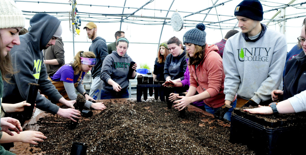 Unity College students fill pods with soil Tuesday for some of the 1,000 American chestnut tree seedlings to be planted.