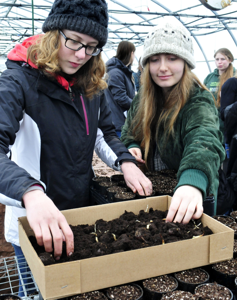 Unity College students Jennifer Meineke, left, and Alexis Yashin fill pods with American chestnut tree seedlings Tuesday that will be part of a multi-year effort to develop blight-resistant trees for restoration at the McKay Farm and Research Station in Thorndike.