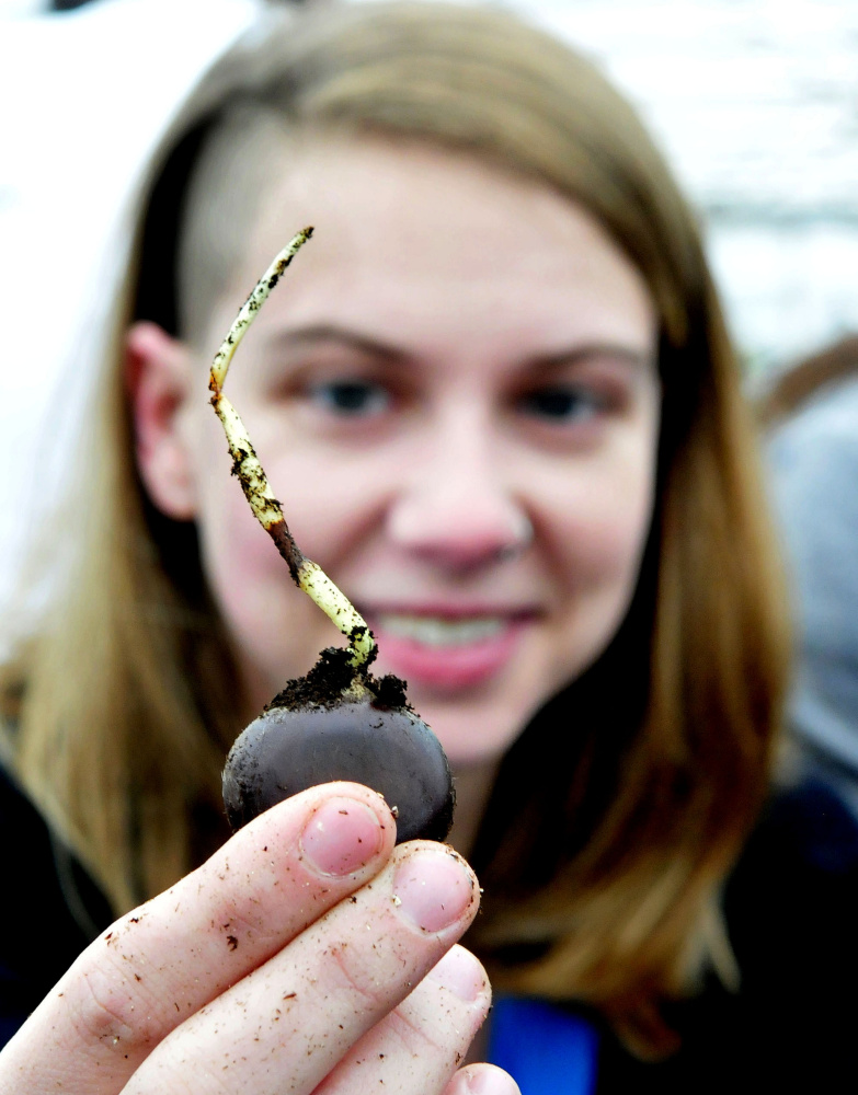 Unity College student Jillian Trembley holds a sprouted American chestnut tree seedling Tuesday that will be planted and part of a multi-year project to develop blight-resistant trees for restoration at the McKay Farm and Research Station in Thorndike.