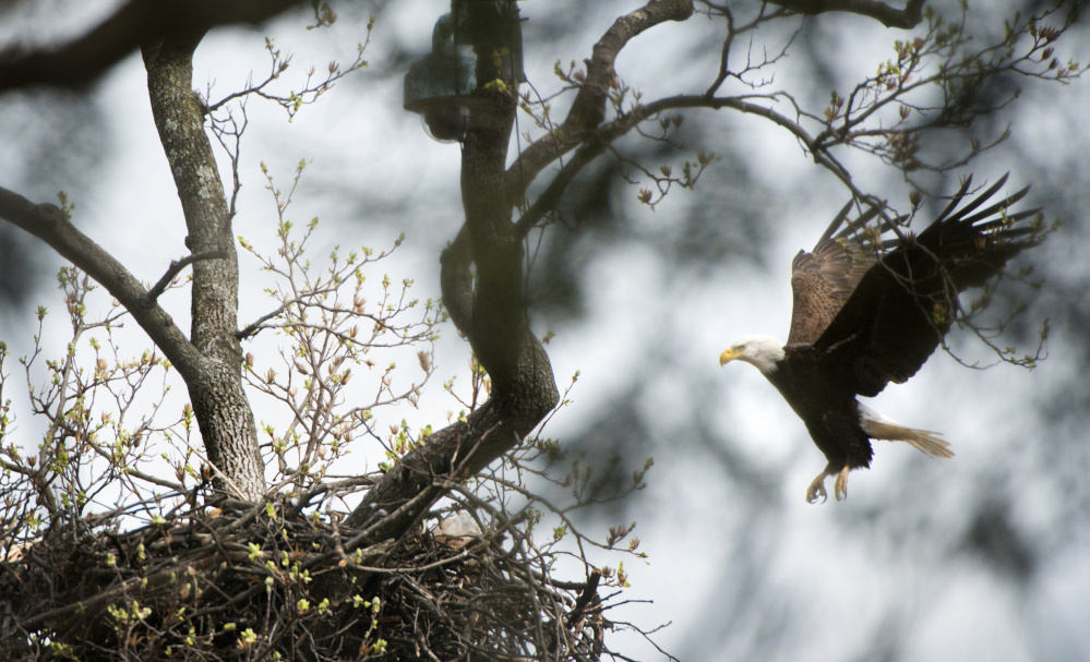 The national bird since 1782, the bald eagle is again thriving with much credit due the Endangered Species Act that included protection of nesting areas. About 70,000 of the raptors grace the skies – up from a low of 400 breeding pairs in 1963.