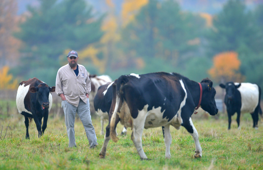 Steve Russell, a Winslow councilor and member of the newly formed agriculture commission, stands among his cows in October. Russell is one of two Winslow applicants seeking relief of their annual assessed taxes in exchange for committing to agricultural conservation. Winslow is the first to pilot the program passed by the Legislature.
