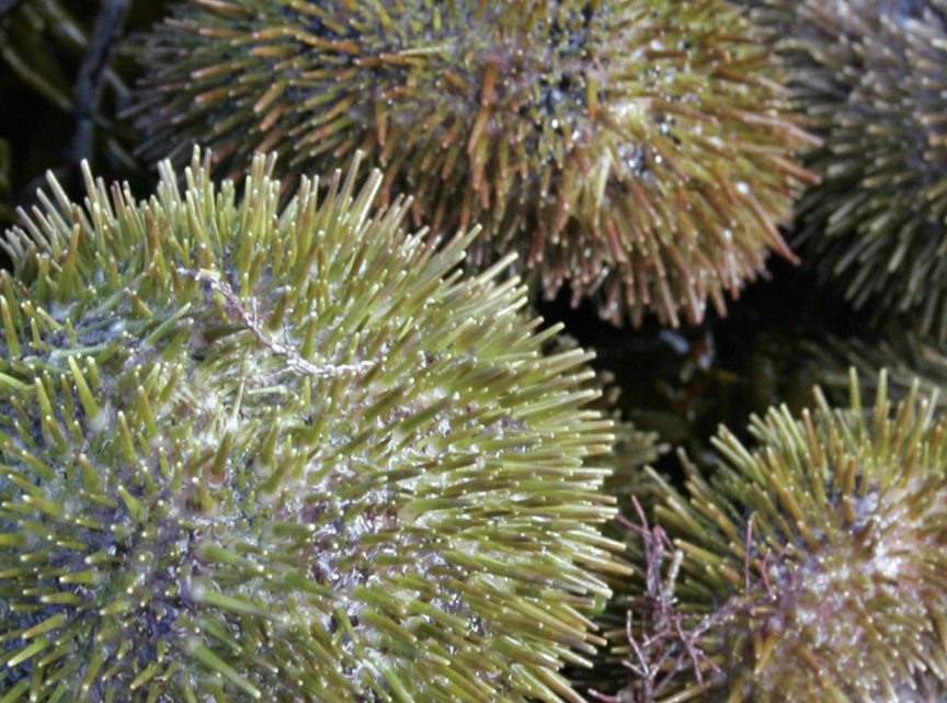 Without kelp, sea urchins stop producing uni, which sells for $200 a pound.