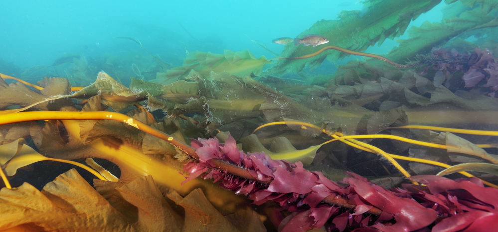 Sea urchin populations have rebounded and are systematically clear-cutting kelp forests.