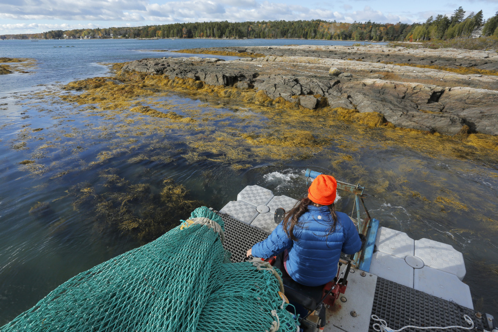 Rhyan Blazek harvests rockweed in Cundys Harbor in 2016. A reader argues that courts should classify the harvesting of seaweed growing in the intertidal zone as "fishing" because it involves an underwater plant with no roots.