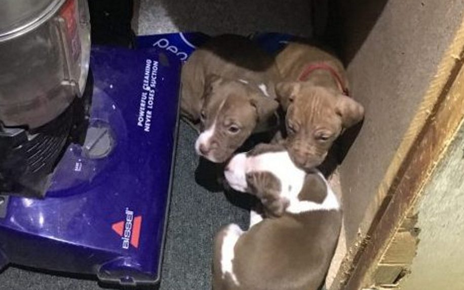 These puppies and eight other dogs, all kept in reportedly squalid conditions, were recently taken to a Skowhegan shelter. Police believe the owner acquired them at no or little cost and sold them for a hefty profit.