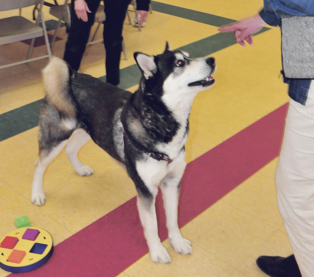 Dakota, a Husky recently ordered to be euthanized, is the center of attention Thursday at the Waterville Animal Shelter.