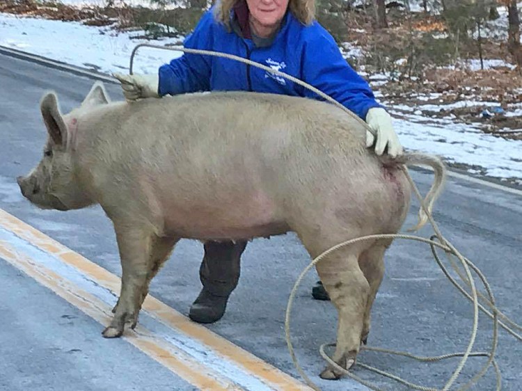 Berwick police posted this photo of the pig on their Facebook page.