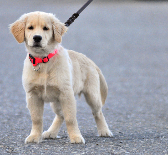 AmyLou Craig's puppy Brewer stands on Nov. 24, 2015, in a parking lot near the Kennebec River Rail Trail in Augusta.