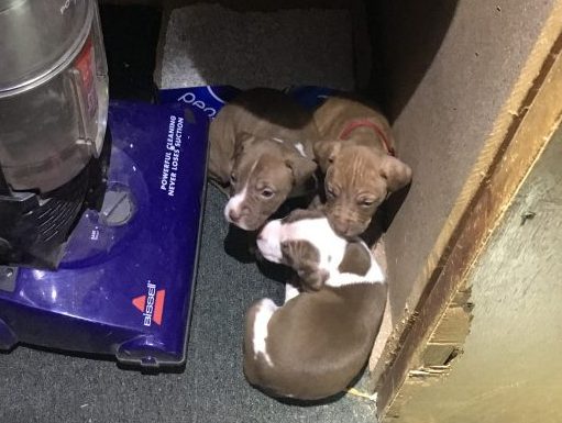 Three of seven puppies found locked in a closet with a box of cat litter when police searched the residence of Nicole Bizier.