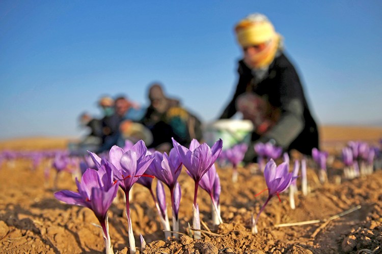An Iranian farm worker harvests saffron flowers just outside the city of Torbat Heydariyeh, Iran, in October 2016. 