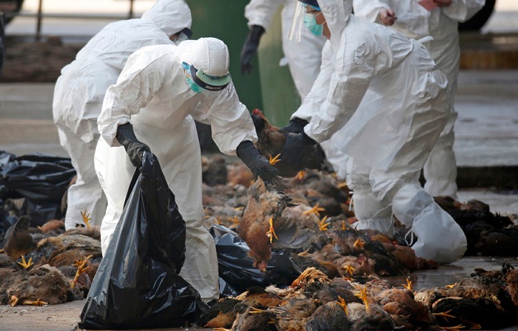 Health workers collect dead chickens after they were killed by using carbon dioxide in December 2014.. Some of the birds at the wholesale poultry market in Hong Kong had been diagnosed with bird flu. 