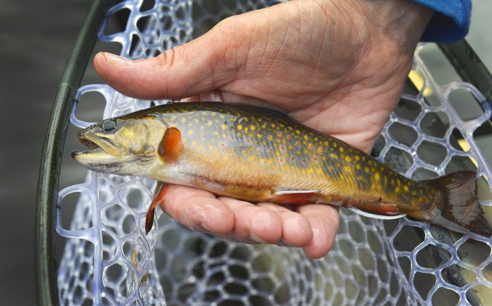 Wolfe Tone with the Trust for Public Land holds a small brook trout caught in Little Berry Pond in The Forks during the last week of September in 2016.