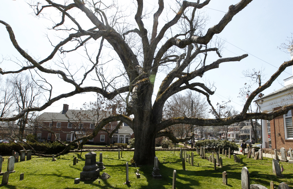 The 600-year-old white oak tree at the Basking Ridge Presbyterian Church in Basking Ridge, N.J., has been present through many episodes of American history.
