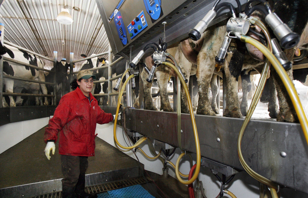 A Hispanic man works at a dairy farm in Fairfield, Vt. A dairy economist says that anything that reduces the ability to trade products to Mexico will be troubling for U.S.  dairy farmers because Mexico is their biggest export market.