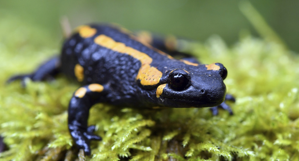 Biologists say tiny creatures like this fire salamander play a key role in the food chain.
Martin Schutt/dpa via AP