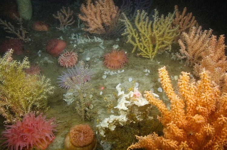 This dense, multi-species deep-sea coral garden was found 200 meters below sea level in a federally funded survey of the Gulf of Maine in 2014. New England regulators have voted to allow lobster fishing in proposed deep-sea coral protection zones, including two heavily fished areas off Down East Maine. 