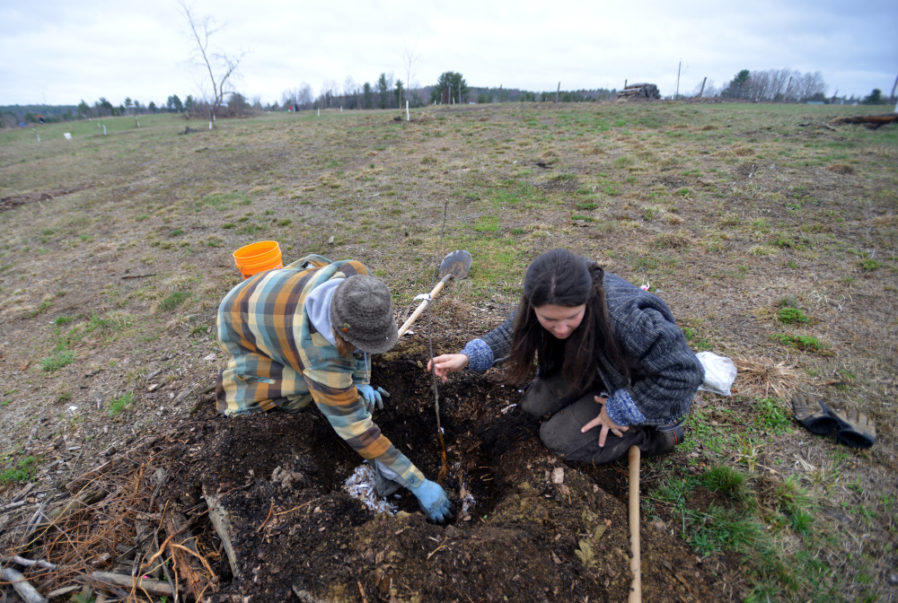 Jenny Koontz, left, and Jordan McHugh plant a tree Saturday. "I'm really interested in Maine and how progressive they are in organic farming," Koontz said.